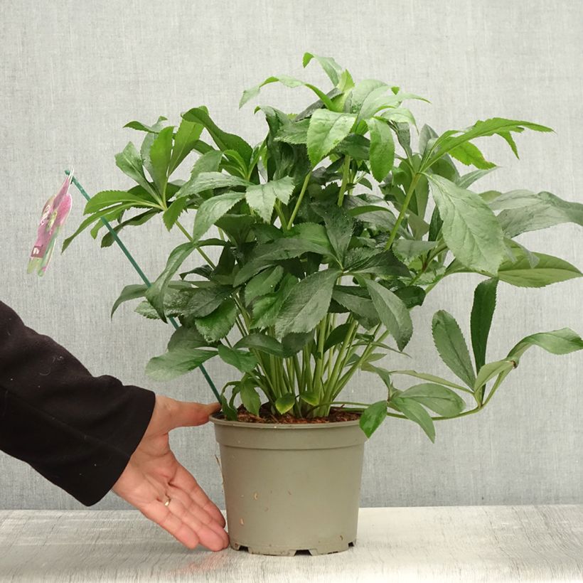 Exemplaar van Hellébore orientale ViV Elsa Pot de 2L/3L zoals geleverd in de herfst