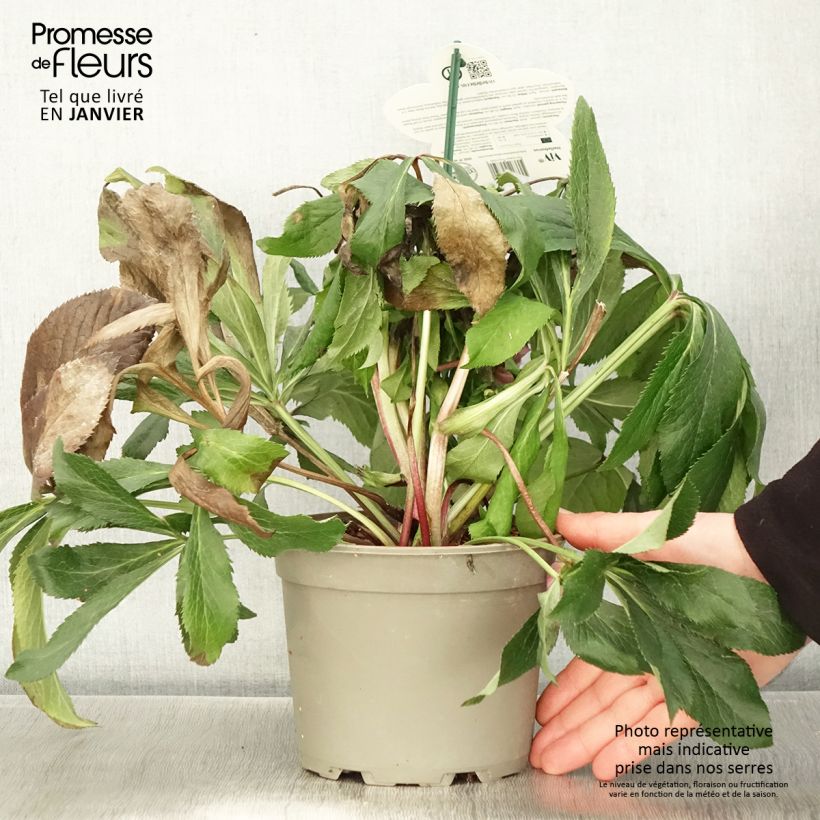 Exemplaar van Helleborus ViV Fiorentina - Lenteroos Pot van 2 l/3 l zoals geleverd in de winter
