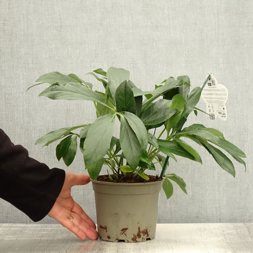 Exemplaar van Hellébore orientale ViV Halina Pot de 2L/3L zoals geleverd in de herfst