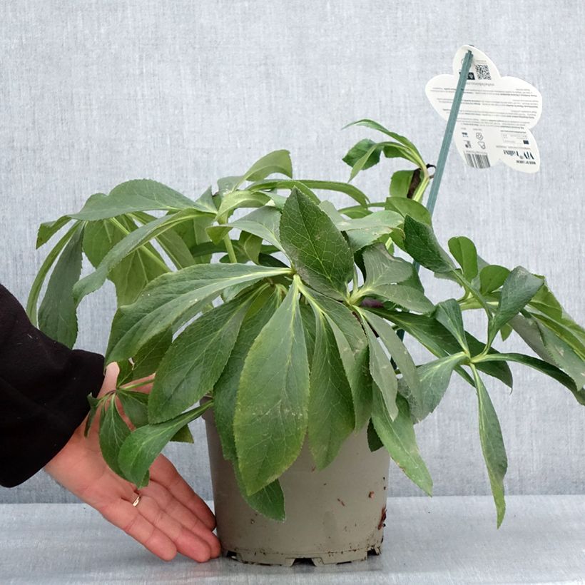 Exemplaar van Helleborus ViV Halina - Lenteroos Pot van 2 l/3 l zoals geleverd in de winter