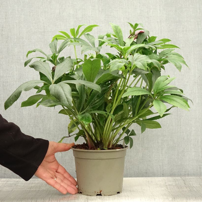 Exemplaar van Hellébore orientale ViV Liliana Pot de 2L/3L zoals geleverd in de herfst