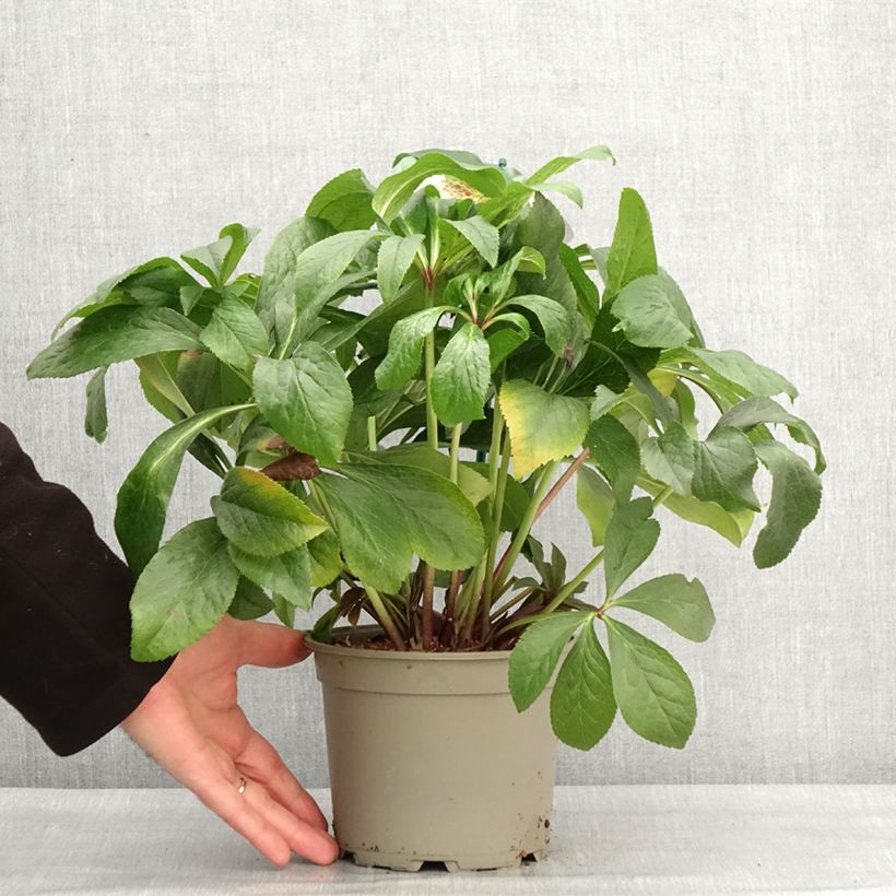 Exemplaar van Helleborus ViV Lucrezia - Lenteroos Pot van 2 l/3 l zoals geleverd in de winter