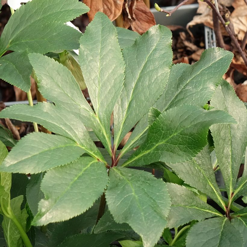 Helleborus Luisa - Lenteroos (Blad)