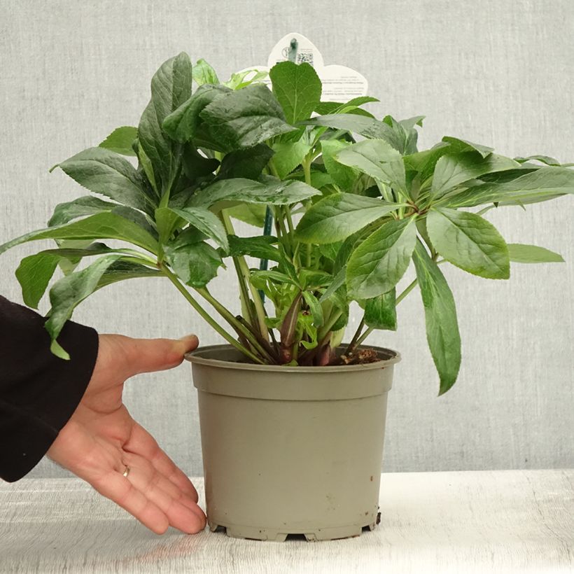 Exemplaar van Hellébore orientale ViV Maeva Pot de 2L/3L zoals geleverd in de herfst