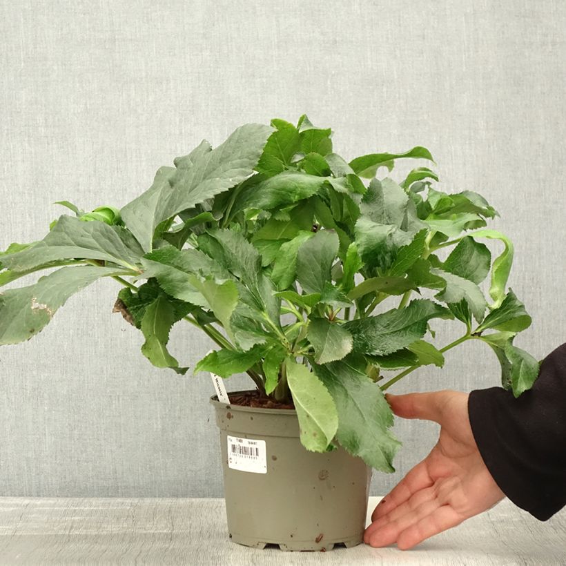 Exemplaar van Hellébore orientale ViV Micaela Pot de 2L/3L zoals geleverd in de herfst