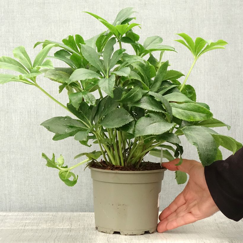 Exemplaar van Hellébore orientale ViV Milana Pot de 2L/3L zoals geleverd in de herfst