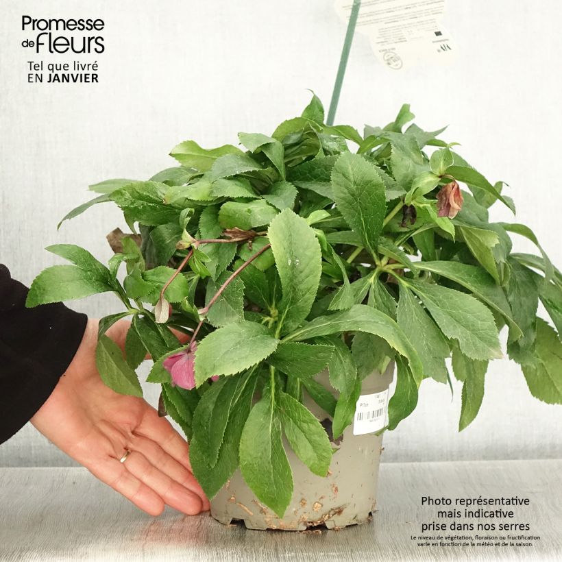 Exemplaar van Helleborus ViV Patrizia - Lenteroos Pot van 2 l/3 l zoals geleverd in de winter