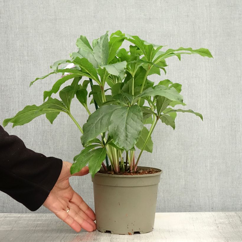 Exemplaar van Hellébore orientale ViV Rosa Pot de 2L/3L zoals geleverd in de herfst