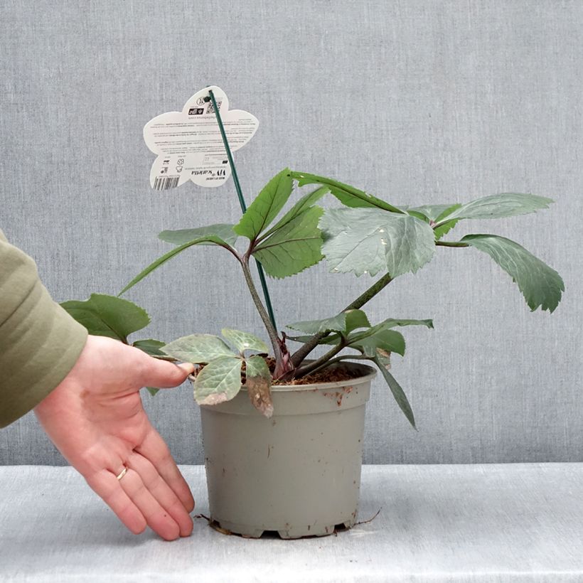 Exemplaar van Helleborus ViV Scarletta - Lenteroos Pot van 1 l/1,5 l zoals geleverd in de winter