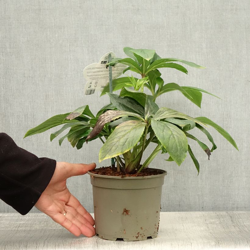 Exemplaar van Helleborus ViV Serafina - Lenteroos Pot van 2 l/3 l zoals geleverd in de herfst