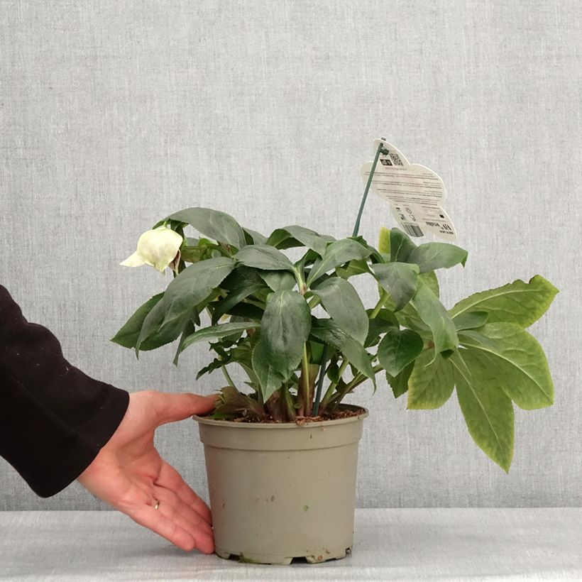 Exemplaar van Helleborus ViV Serafina - Lenteroos Pot van 2 l/3 l zoals geleverd in de winter