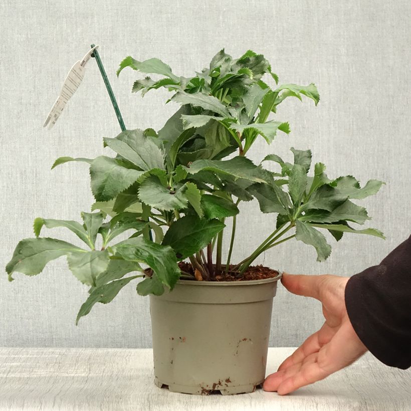 Exemplaar van Hellébore orientale ViV Stefania Pot de 2L/3L zoals geleverd in de herfst