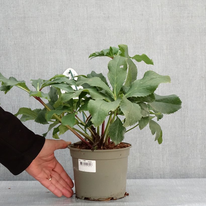 Exemplaar van Helleborus ViV Stefania - Lenteroos Pot van 2 l/3 l zoals geleverd in de winter