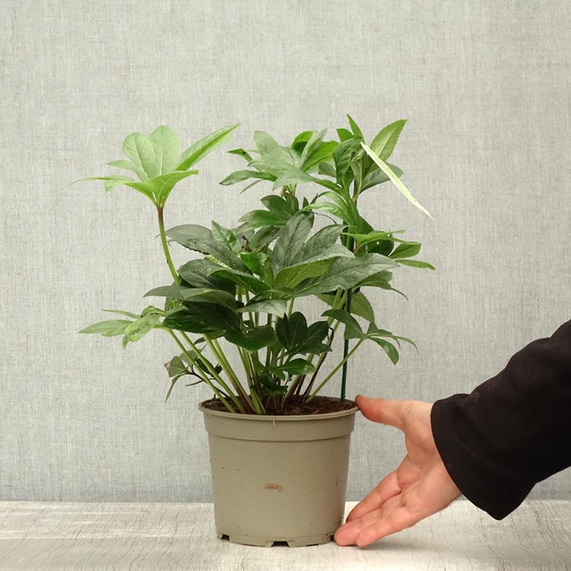 Exemplaar van Helleborus ViV Teodora - Lenteroos bio Pot van 2 l/3 l zoals geleverd in de herfst