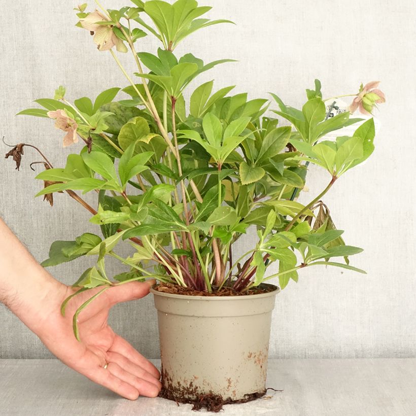 Exemplaar van Helleborus ViV Teodora - Lenteroos bio Pot van 2 l/3 l zoals geleverd in de lente