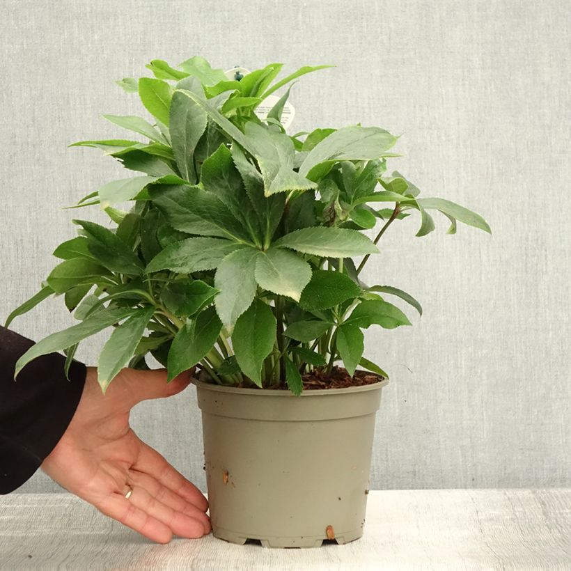 Exemplaar van Hellébore orientale ViV Teresa Pot de 2L/3L zoals geleverd in de herfst
