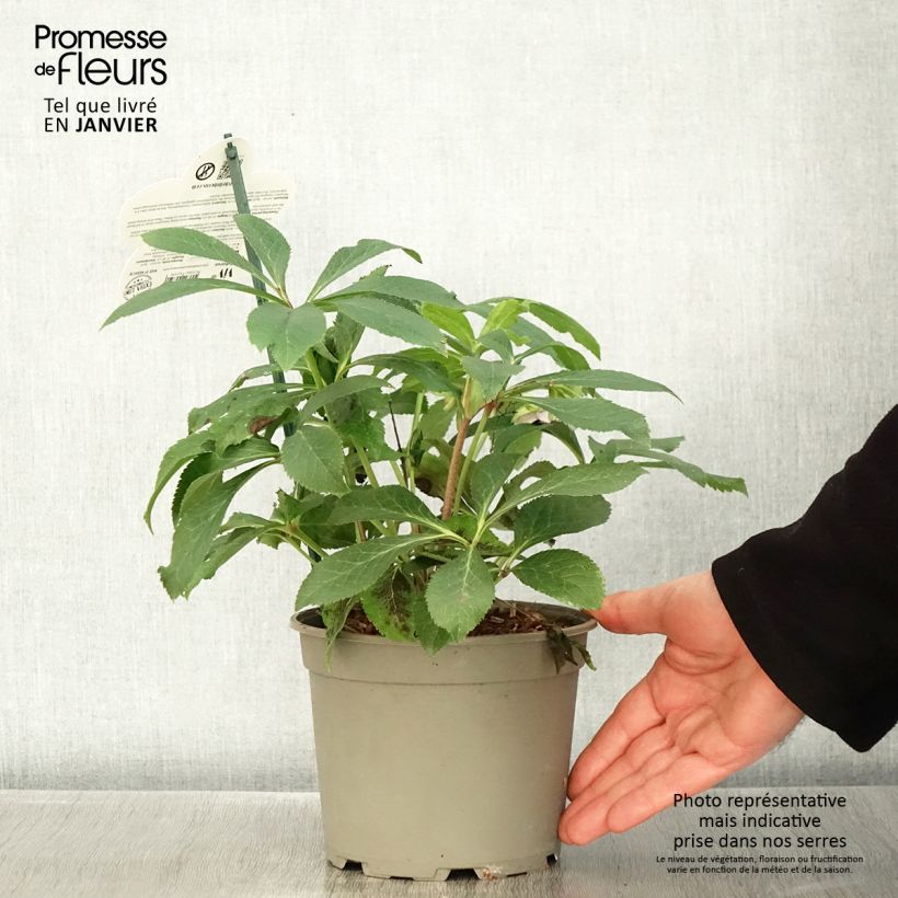 Exemplaar van Helleborus ViV Teresa - Lenteroos Pot van 2 l/3 l zoals geleverd in de winter