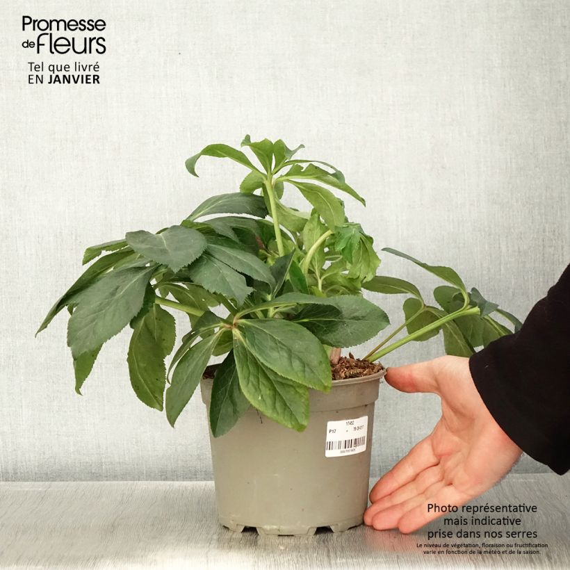 Exemplaar van Helleborus ViV Valentina - Lenteroos Pot van 2 l/3 l zoals geleverd in de winter