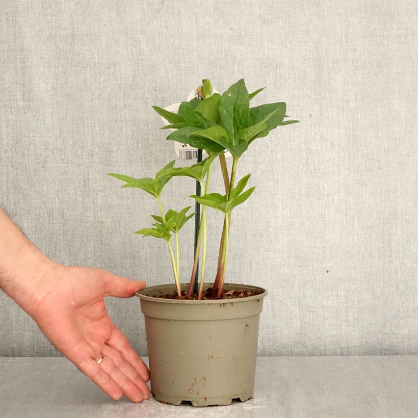 Exemplaar van Helleborus ViV Valentina - Lenteroos Pot van 2 l/3 l zoals geleverd in de lente