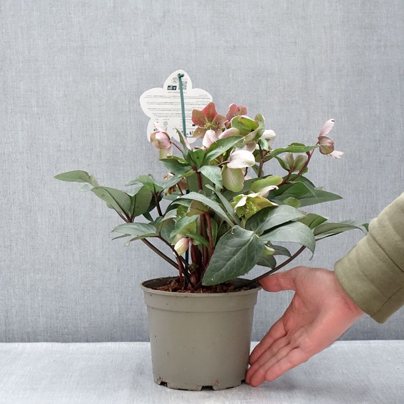 Exemplaar van Helleborus ViV Valeria - Lenteroos Pot van 1 l/1,5 l zoals geleverd in de winter