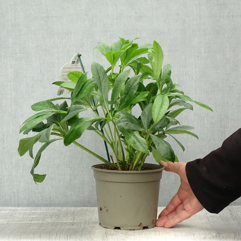 Exemplaar van Hellébore orientale ViV Victoria Pot de 2L/3L zoals geleverd in de herfst