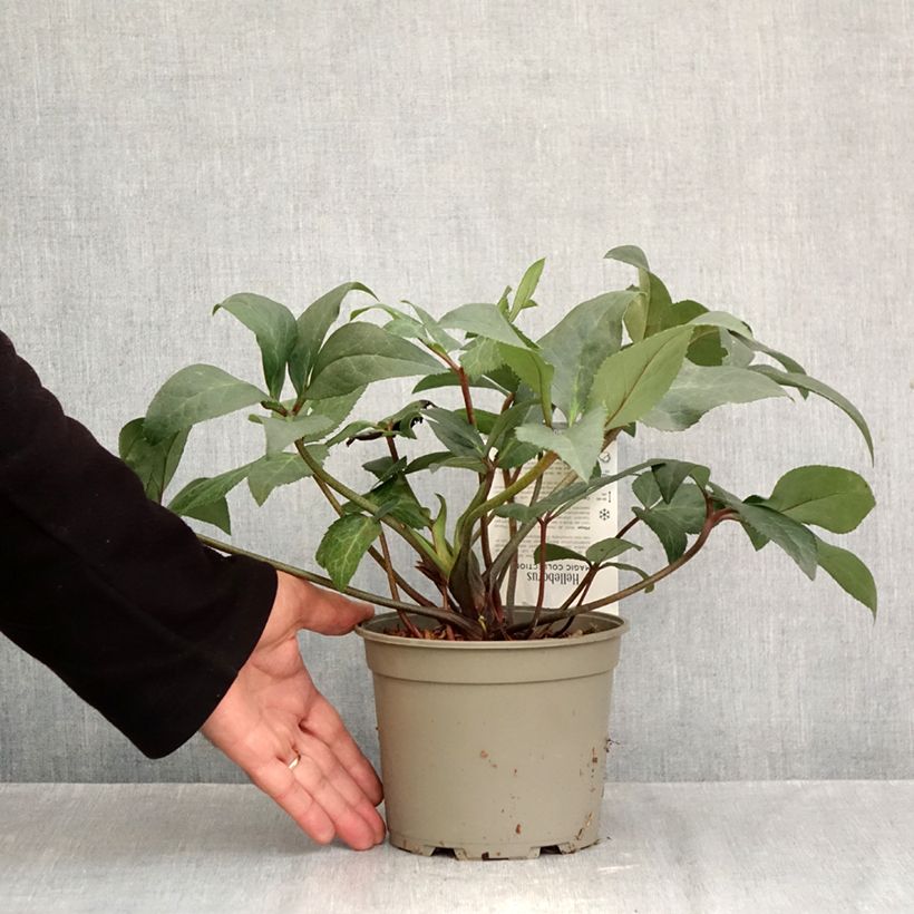 Exemplaar van Helleborus ViV Wanda - lenteroos Pot van 1 l/1,5 l zoals geleverd in de herfst