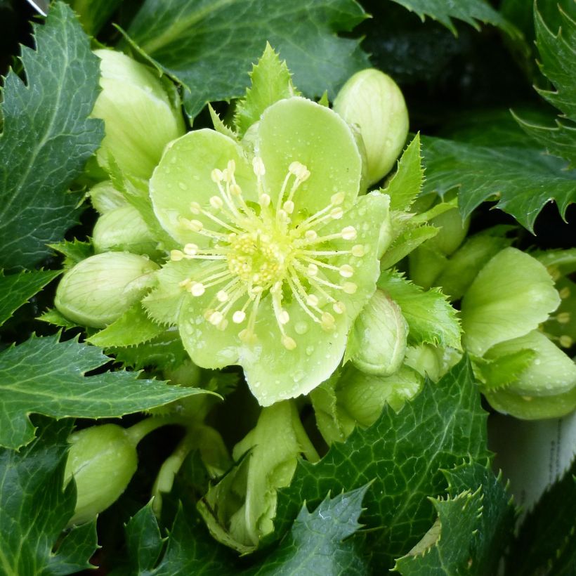 Helleborus sternii Boughton Beauty - Kerstroos (Bloei)