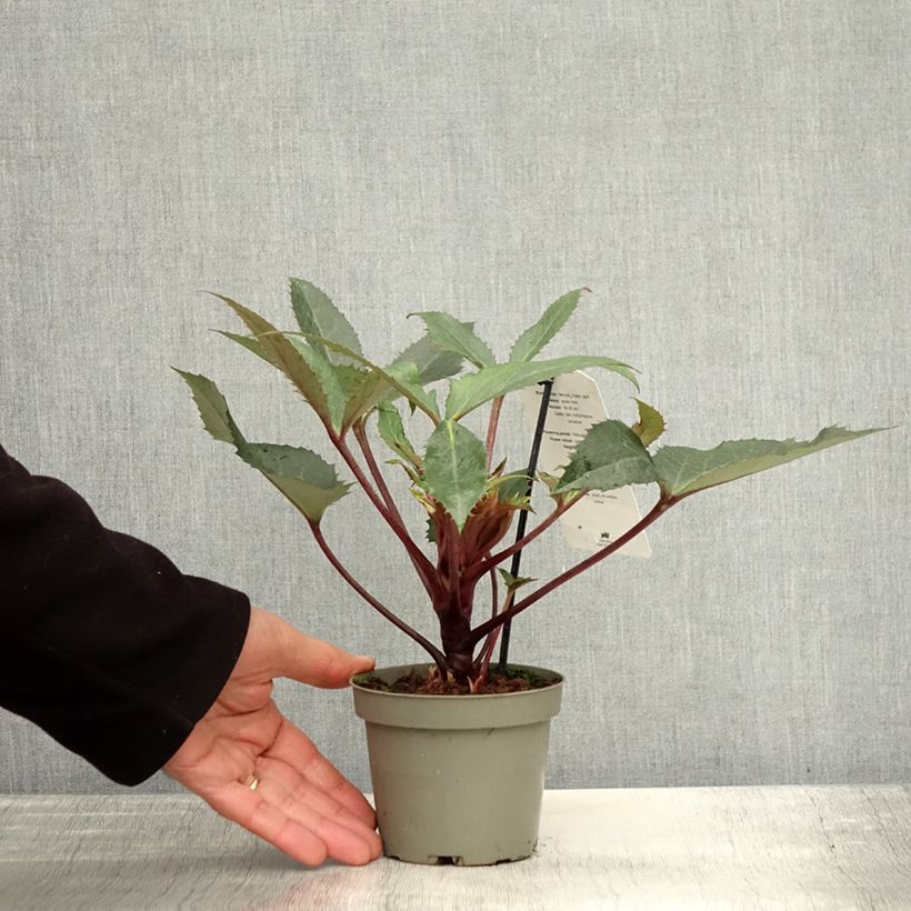 Exemplaar van Helleborus sternii Boughton Beauty - Kerstroos Pot van 1 l/1,5 l zoals geleverd in de herfst