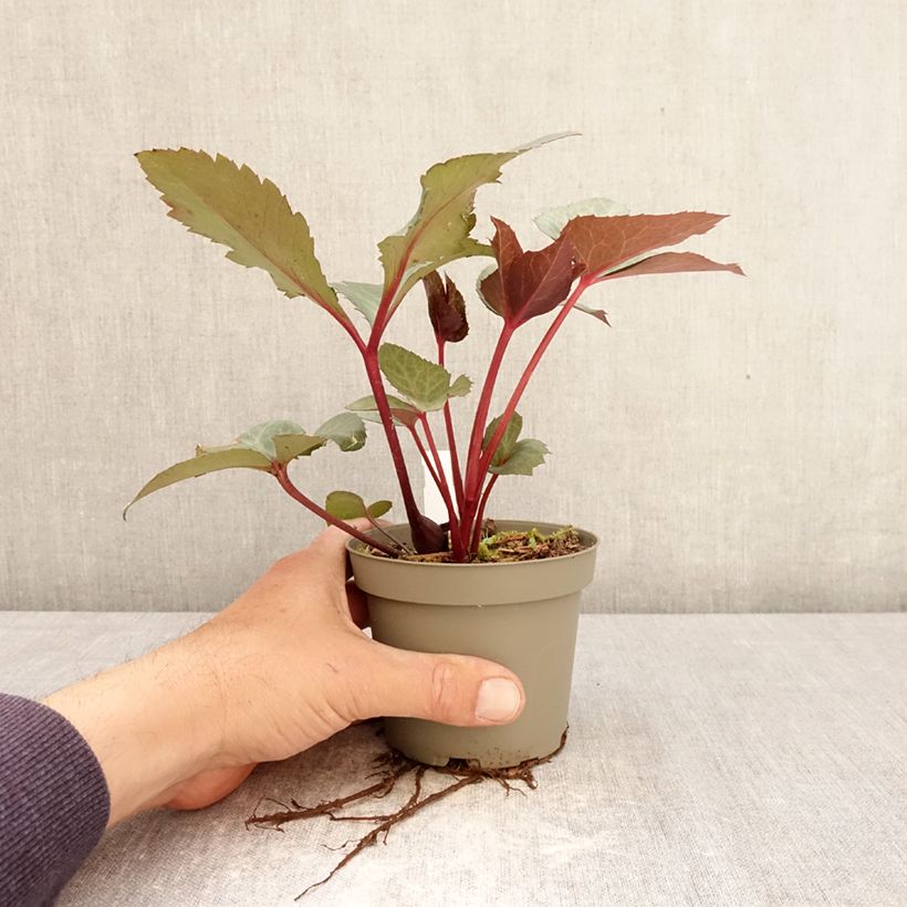 Exemplaar van Helleborus sternii Flame - Kerstroos Pot van 12 cm / 13 cm zoals geleverd in de lente