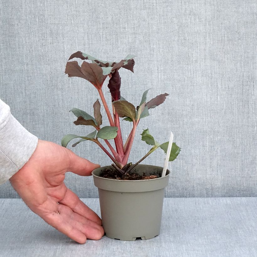 Exemplaar van Helleborus sternii Grey Star - Kerstroos Pot van 1 l/1,5 l zoals geleverd in de lente