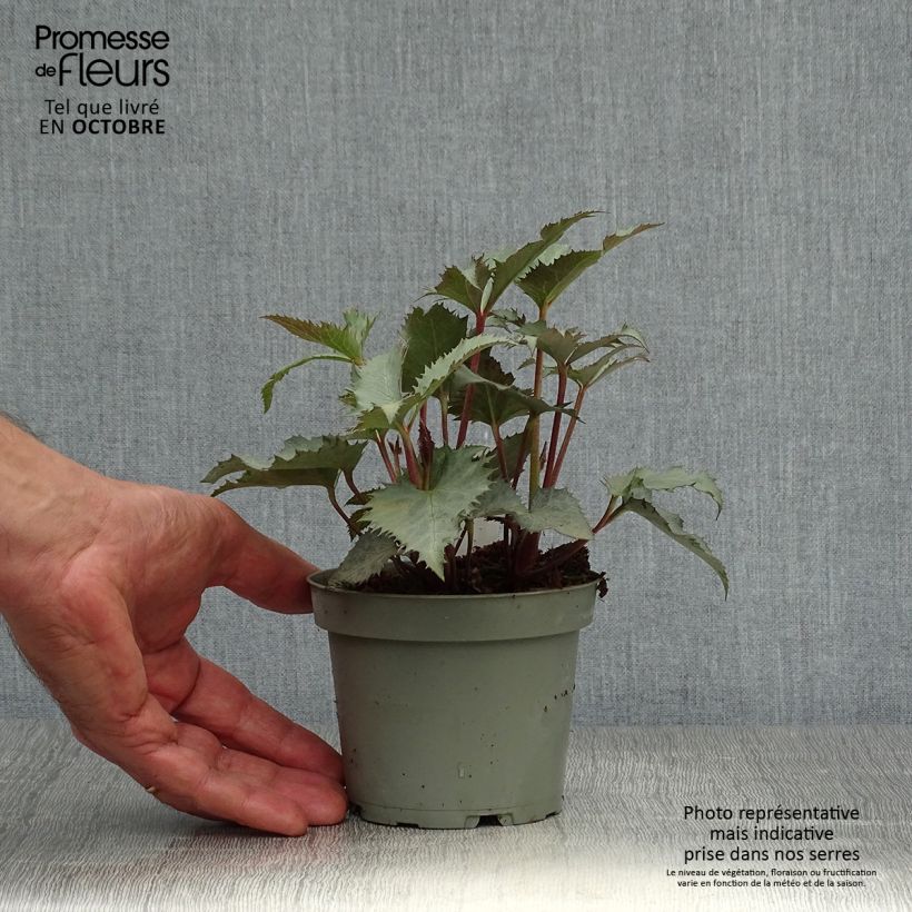 Exemplaar van Helleborus sternii Grey Star - Kerstroos Pot van 1 l/1,5 l zoals geleverd in de herfst