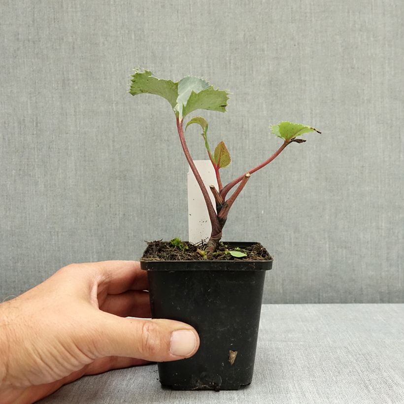 Exemplaar van Helleborus sternii - Kerstroos Kweekpotje van 8/9 cm zoals geleverd in de zomer