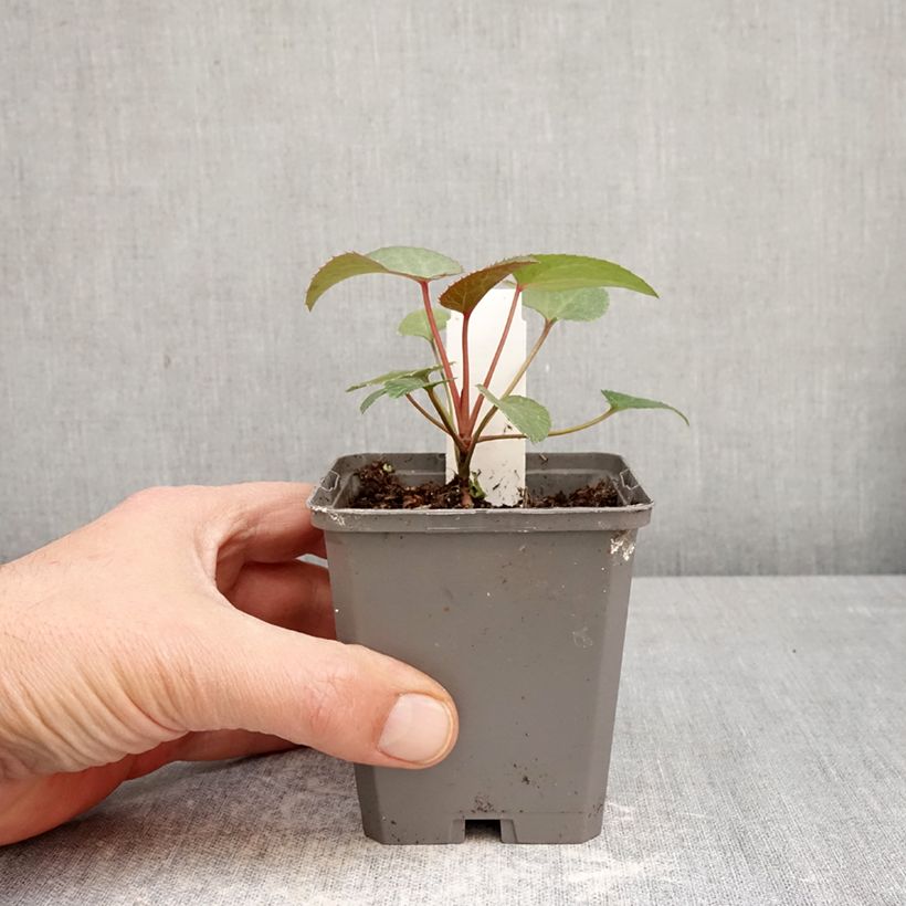 Exemplaar van Helleborus sternii - Kerstroos Kweekpotje van 8/9 cm zoals geleverd in de lente
