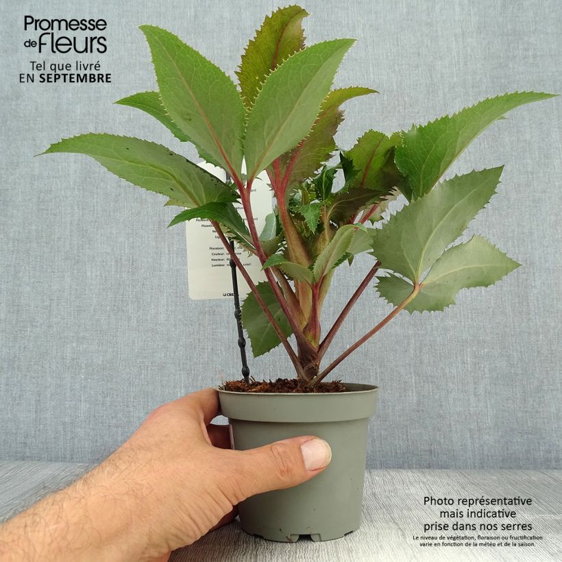 Exemplaar van Helleborus sternii - Kerstroos Pot van 1 l/1,5 l zoals geleverd in de herfst