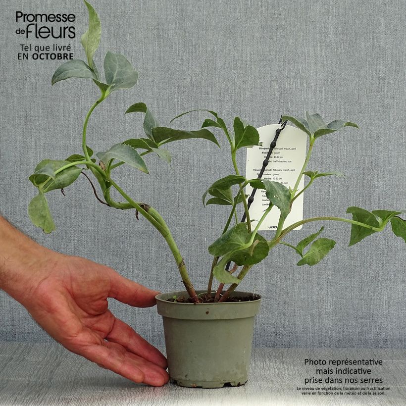 Exemplaar van Helleborus sternii Remi - Kerstroos Pot van 1 l/1,5 l zoals geleverd in de herfst