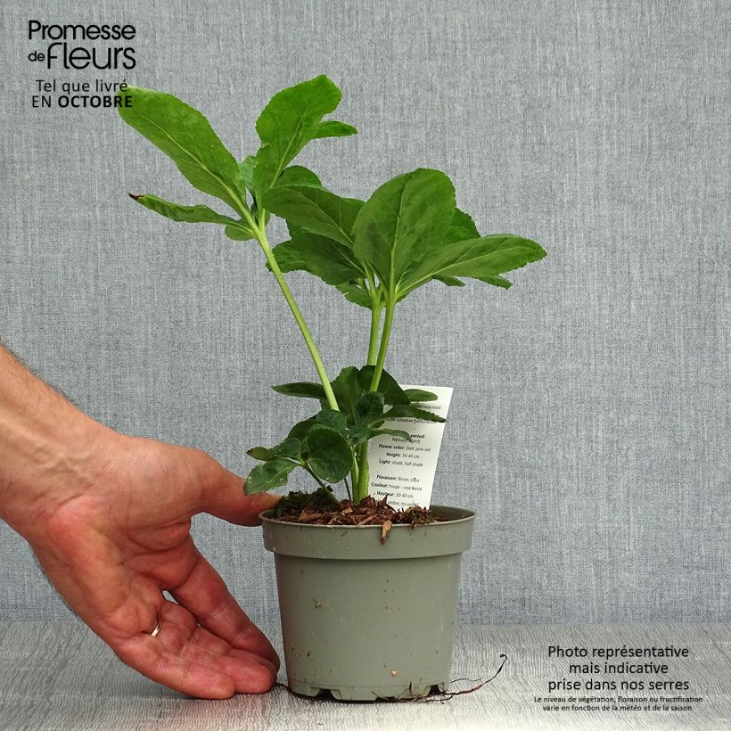 Exemplaar van Helleborus orientalis subsp. abchasicus - Oosters nieskruid Pot van 12 cm / 13 cm zoals geleverd in de herfst
