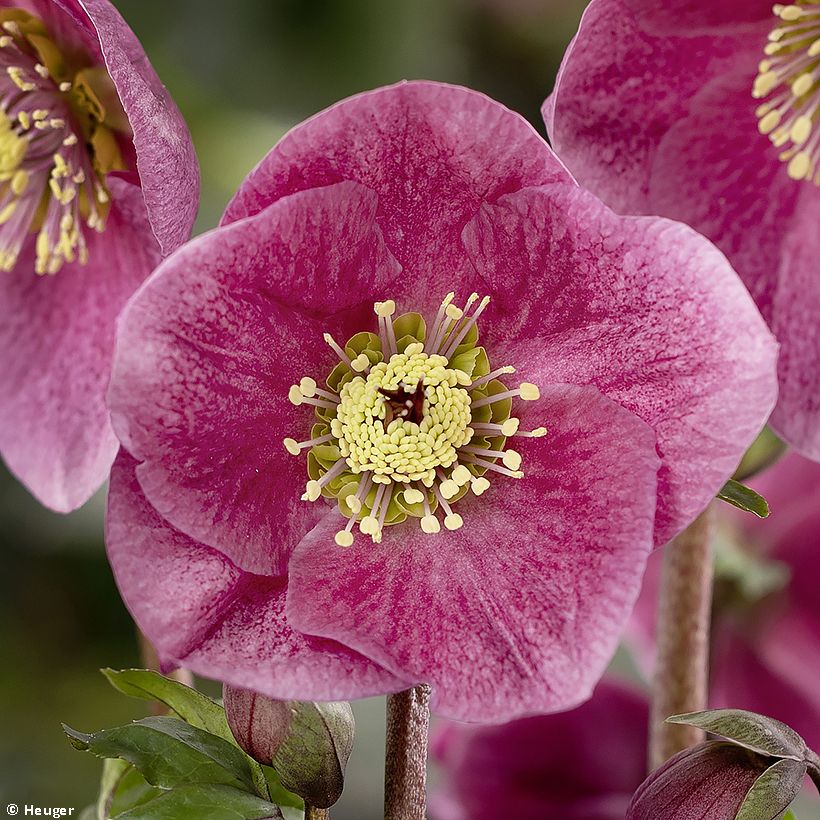 Helleborus lemperii HGC Winter Ballet Liah (Bloei)