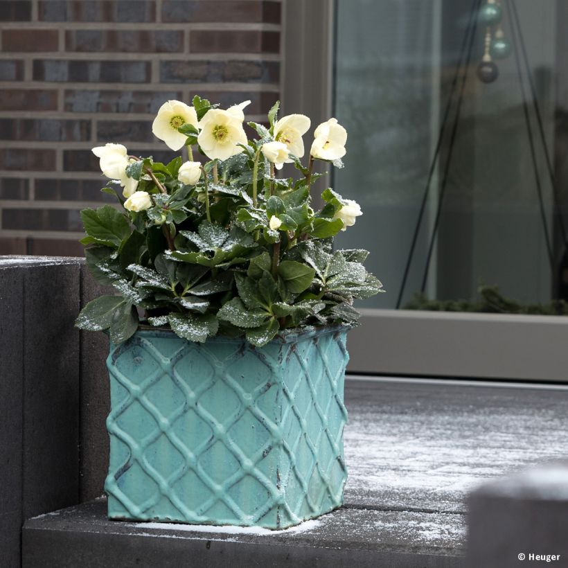 Helleborus lemperii HGC Winter Ballet Linda (Groeiplaats)