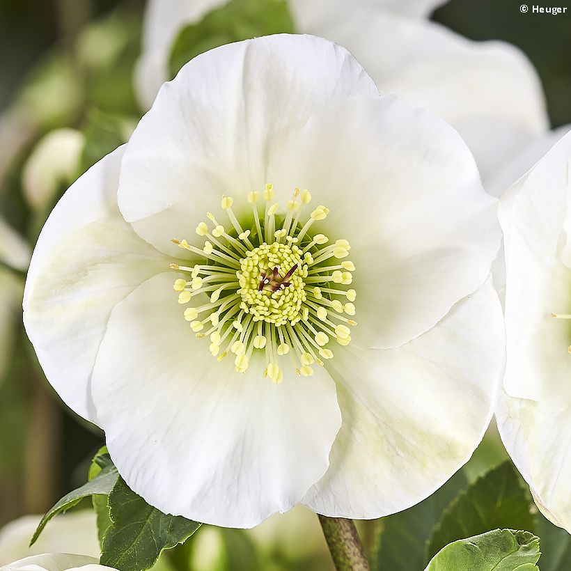 Helleborus lemperii HGC Winter Ballet Linn (Bloei)
