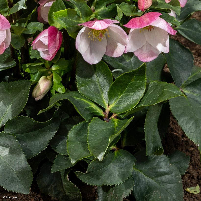 Helleborus lemperii HGC Winter Ballet Lola (Blad)