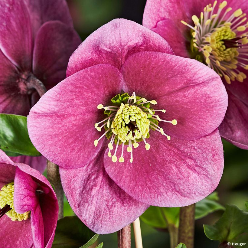 Helleborus lemperii HGC Winter Ballet Lulu (Bloei)