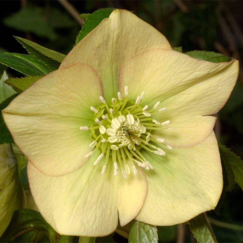 Helleborus orientalis Magic Abricot - Lenteroos apricote gespikkeld (Bloei)