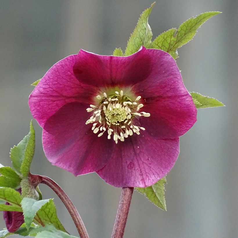 Helleborus Magic Rouge - Lenteroos rood (Bloei)