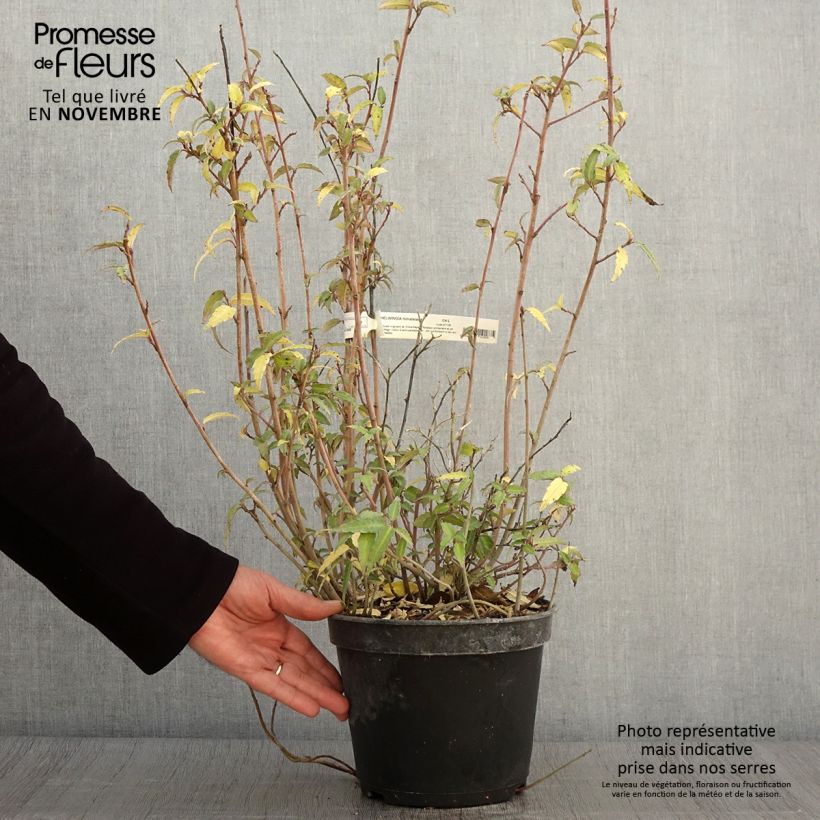 Exemplaar van Helwingia himalaica - Helwingie van de Himalaya Pot van 3 l/4 l zoals geleverd in de herfst