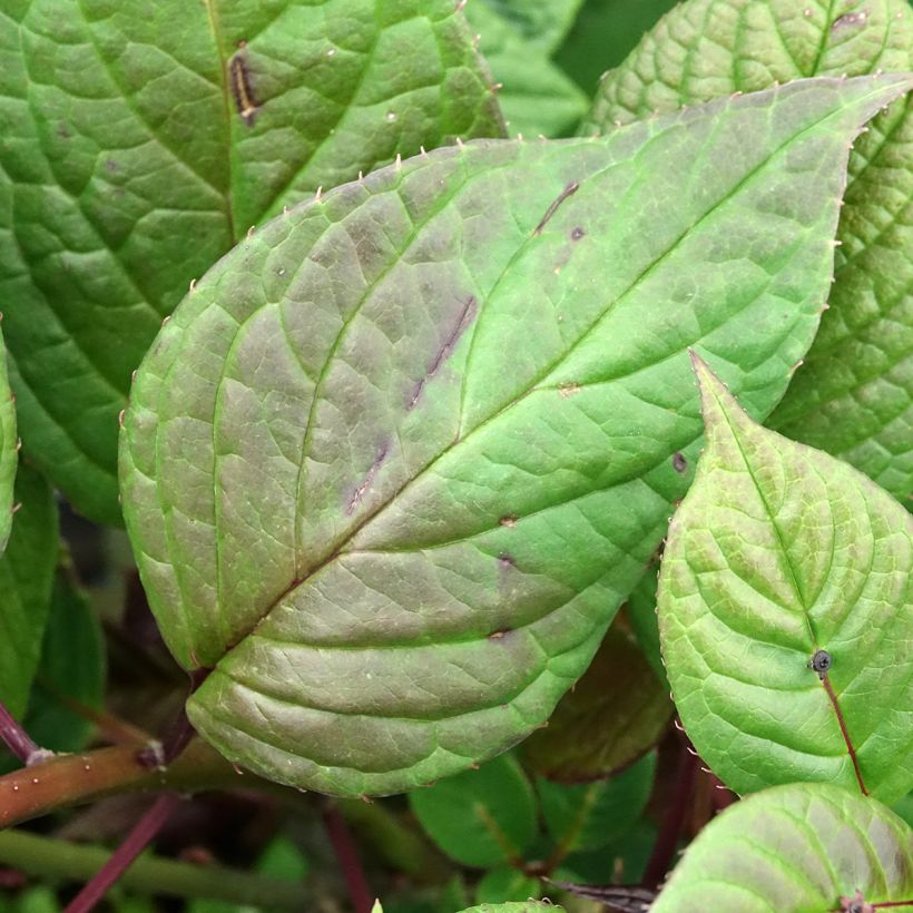 Helwingia japonica vrouwelijk (Blad)