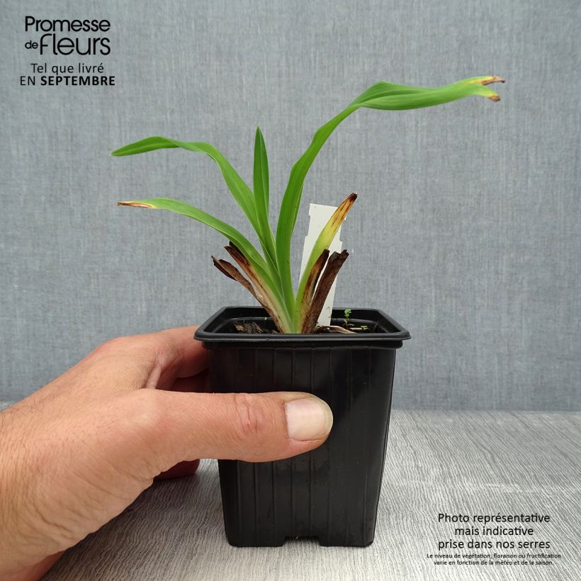 Exemplaar van Hemerocallis American Revolution - Daglelie Kweekpotje van 8/9 cm zoals geleverd in de herfst