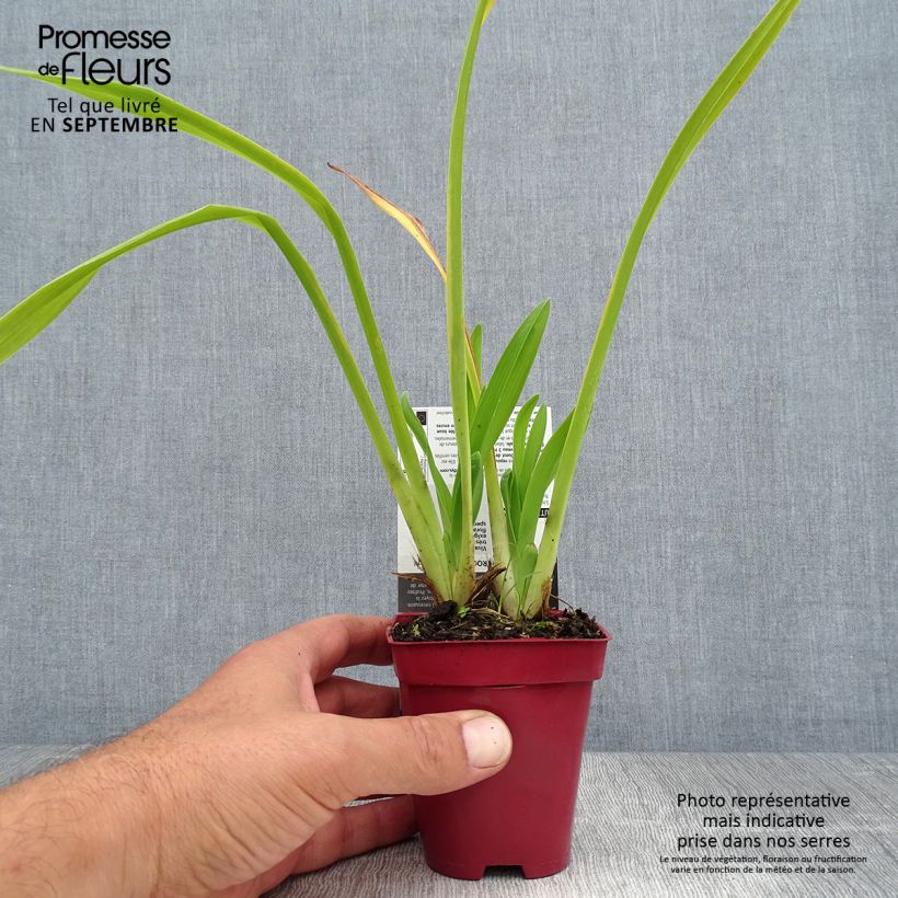 Exemplaar van Hemerocallis Annie Welch - Daglelie Kweekpotje van 7/8 cm zoals geleverd in de zomer