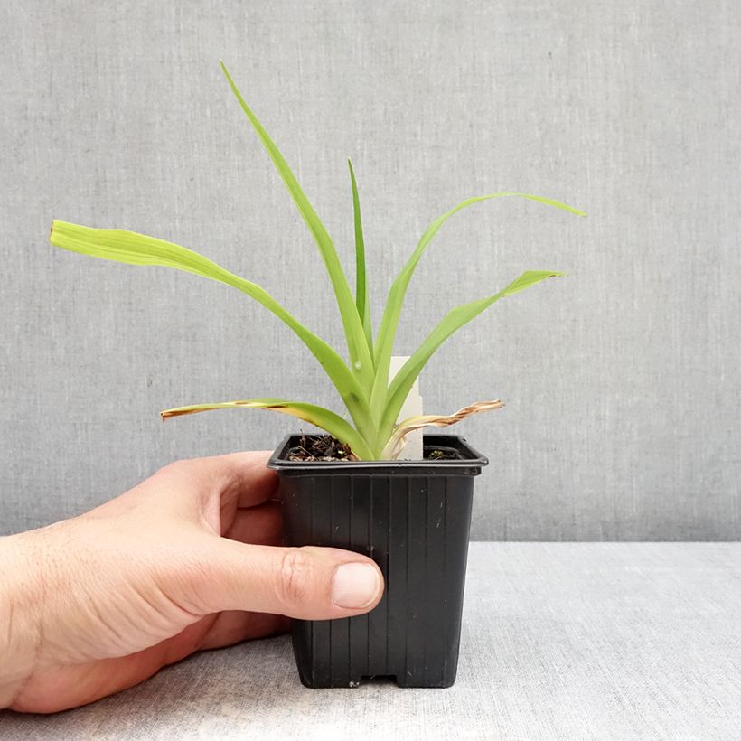 Exemplaar van Hemerocallis Apricot Beauty - Daglelie Kweekpotje van 8/9 cm zoals geleverd in de lente