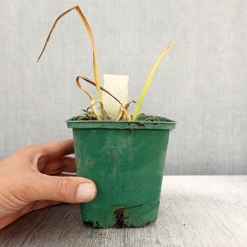 Exemplaar van Hemerocallis Arctic Snow - Daglelie Pot van 1 l/1,5 l zoals geleverd in de herfst