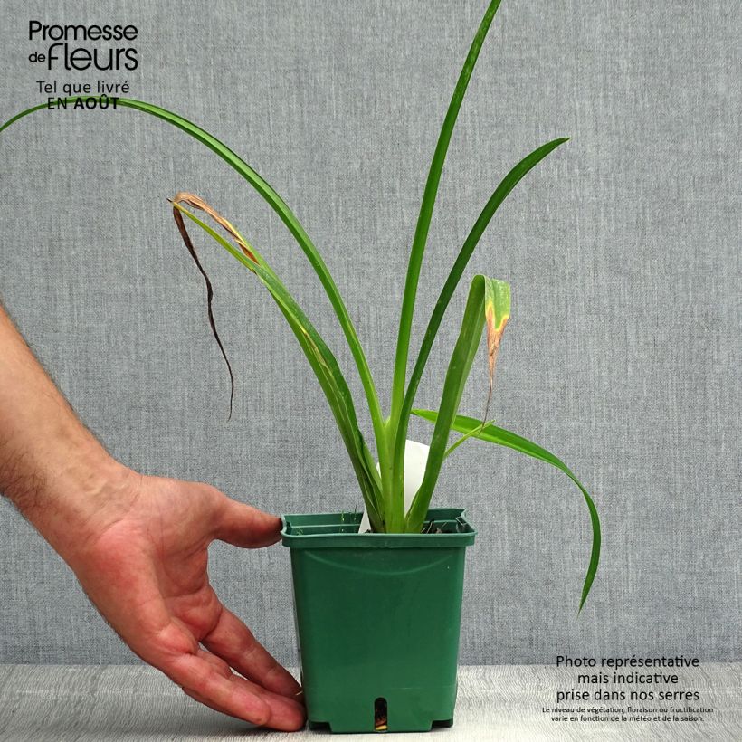 Exemplaar van Hemerocallis Arctic Snow - Daglelie Pot van 1 l/1,5 l zoals geleverd in de zomer